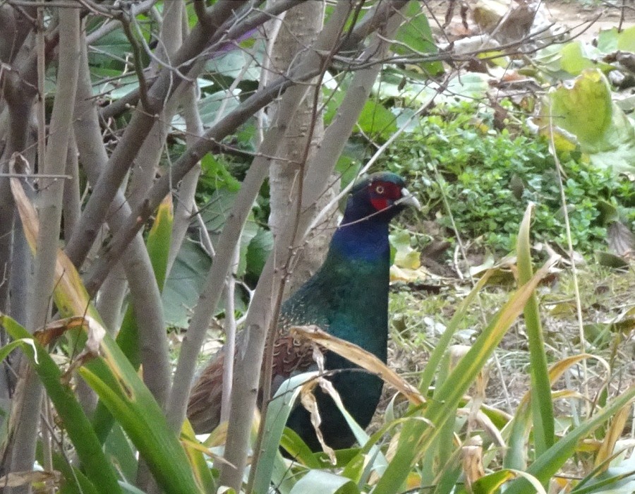 庭に現れたキジ