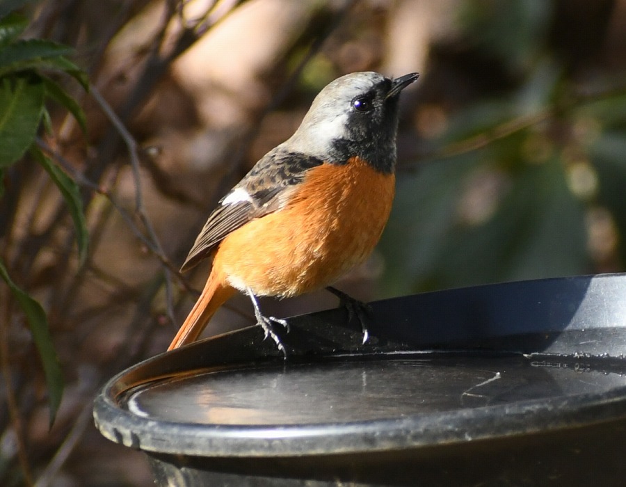 水場に来たジョウビタキのオス