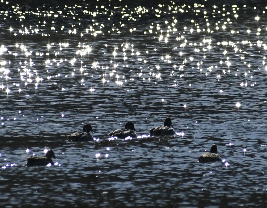 水面に浮かぶオナガガモ