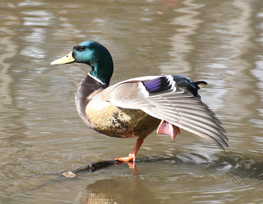 マガモのオス