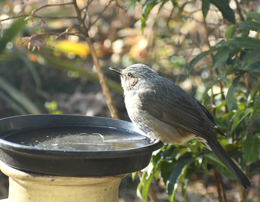 水場に来たヒヨドリ