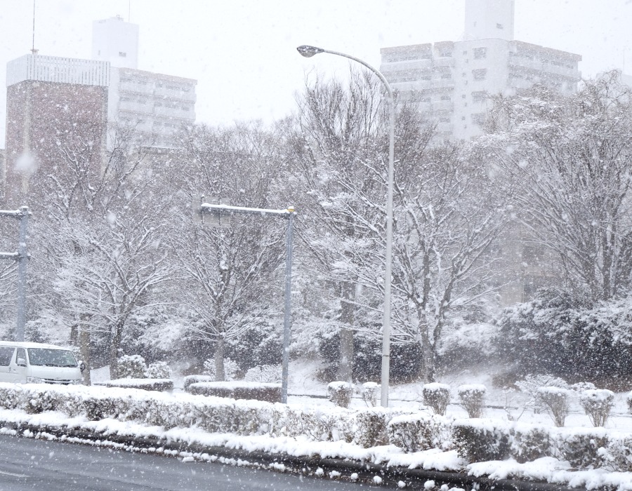 降りしきる雪