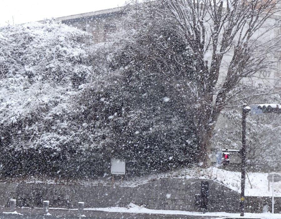降りしきる雪