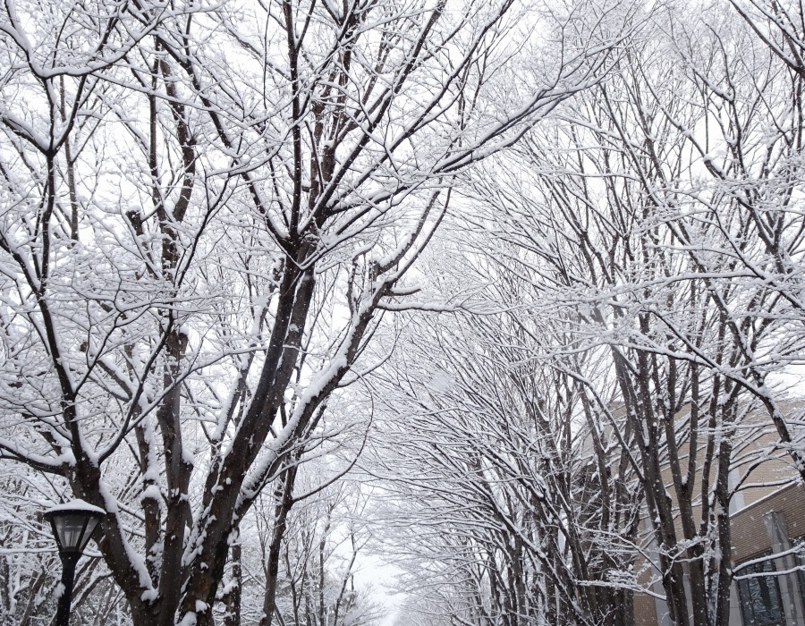 雪の中のケヤキ並木