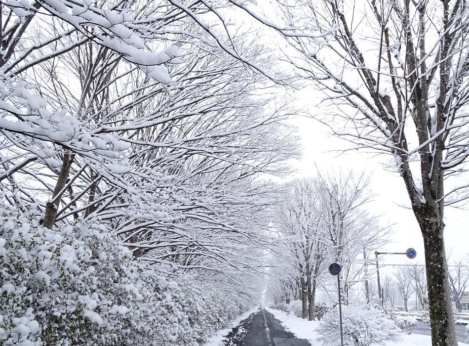 雪の中の並木