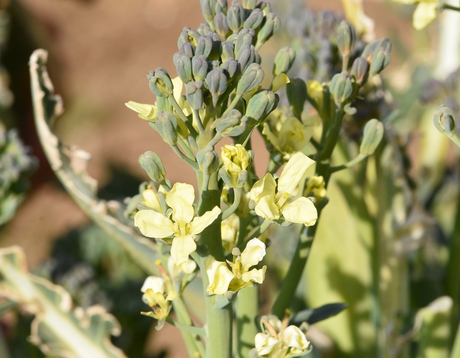 ブロッコリーの花