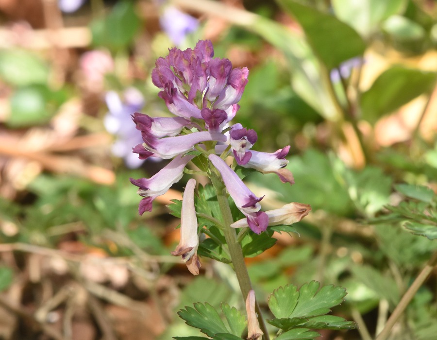 ムラサキケマン