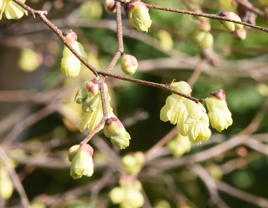 ヒュウガミズキ