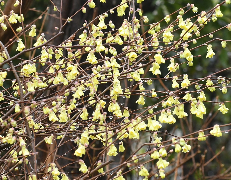 ヒュウガミズキ