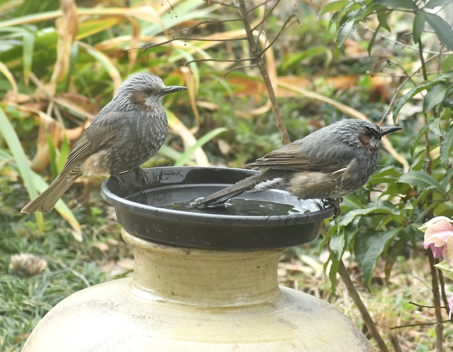水場のヒヨドリ
