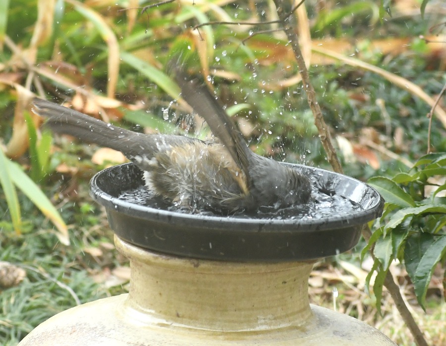 水浴びをするヒヨドリ