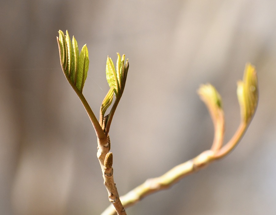 サワグルミの芽吹き