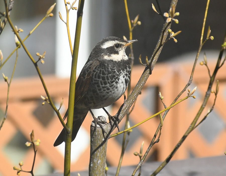 クロモジの樹上のツグミ