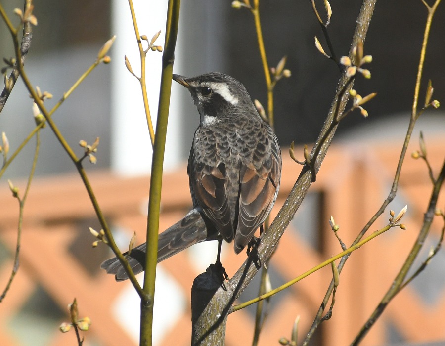 クロモジの樹上のツグミ