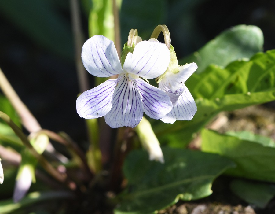 アリアケスミレ