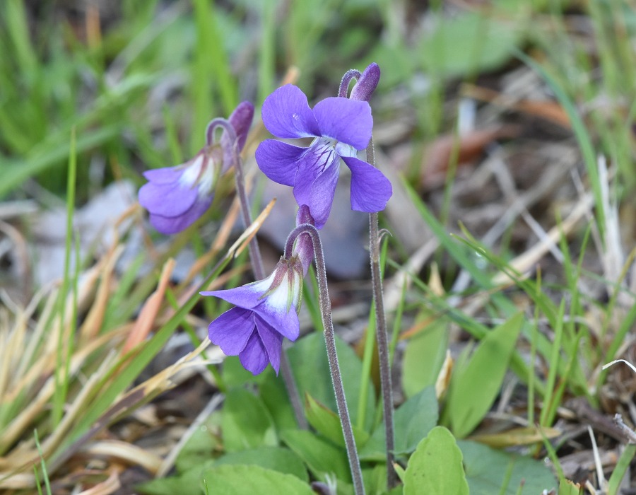 ニオイタチツボスミレ